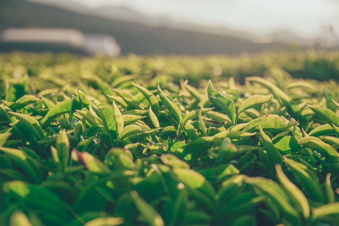 Nilgiri tea bushes at a hill estate